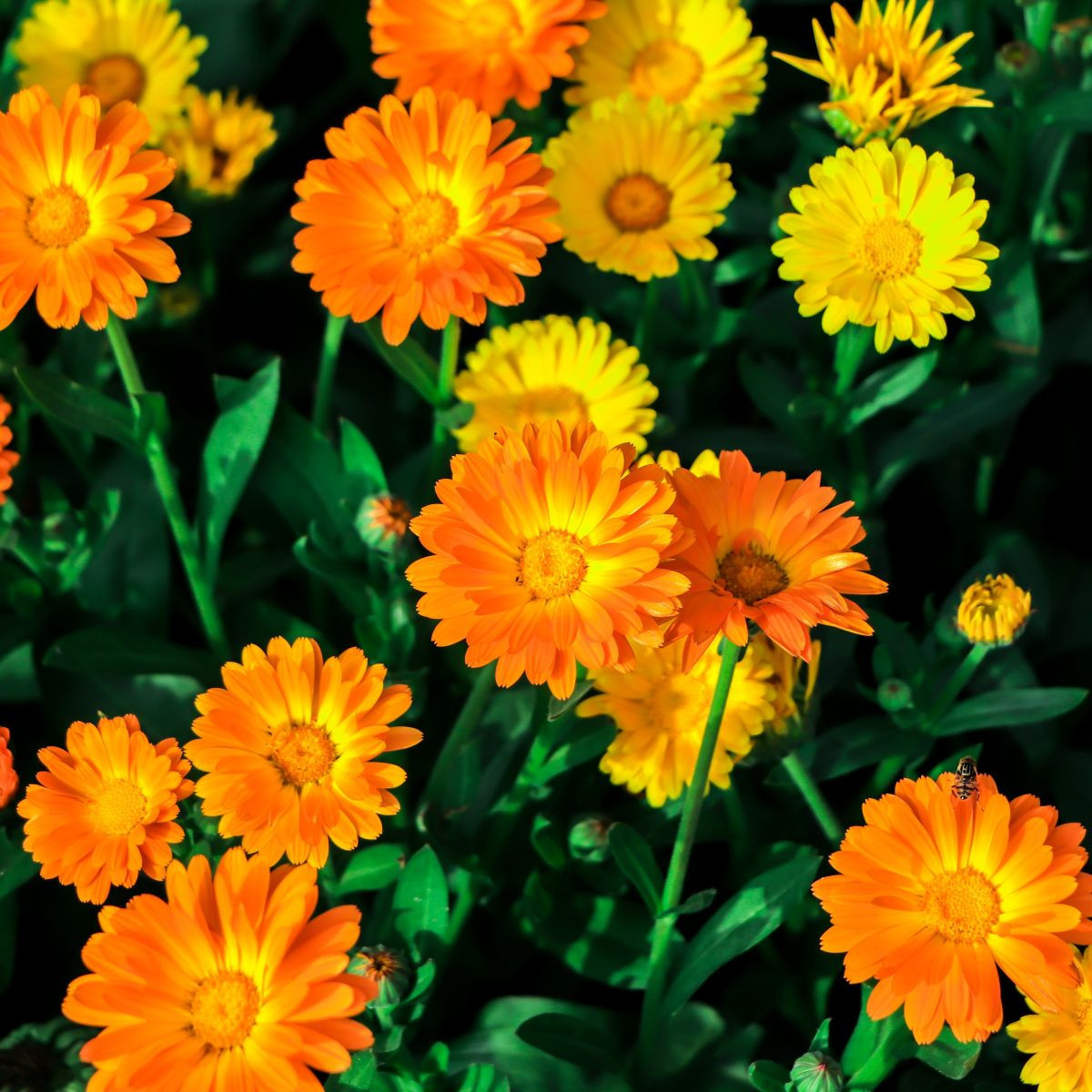 Kopie Měsíček lékařský Pacific Beauty Směs - Calendula officinalis - semena - 30 ks
