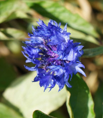Chrpa Blauer Junge - Centaurea cyanus - semena chrpy - 45 ks