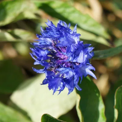 Chrpa Blauer Junge - Centaurea cyanus - semena chrpy - 45 ks