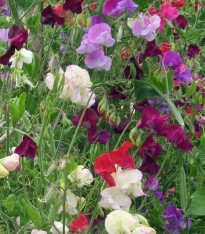 Hrachor vonný Bijou směs - Lathyrus odoratus - semena - 16 ks
