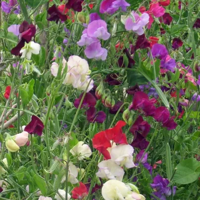 Hrachor vonný Bijou směs - Lathyrus odoratus - semena - 16 ks