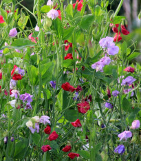 Hrachor královský Royal Mix - Lathyrus odoratus - semena - 20 ks