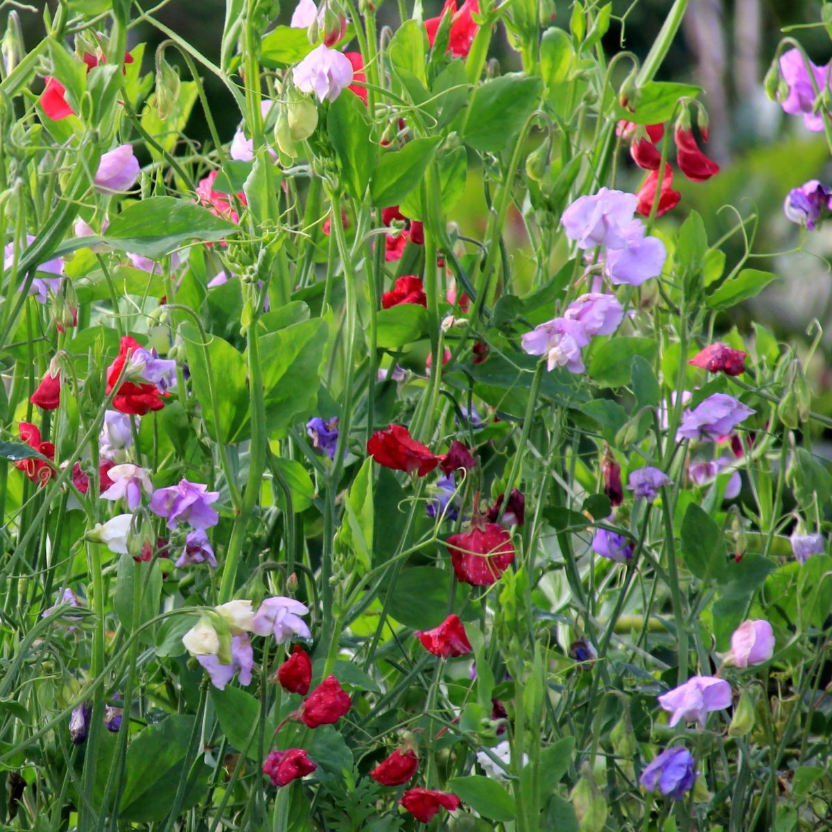 Hrachor královský Royal Mix - Lathyrus odoratus - semena - 20 ks