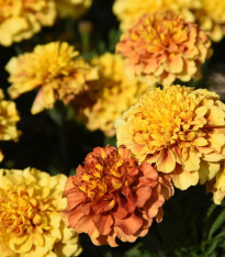Aksamitník rozkladitý Strawberry Blonde - Tagetes patula - semena - 0,3 g