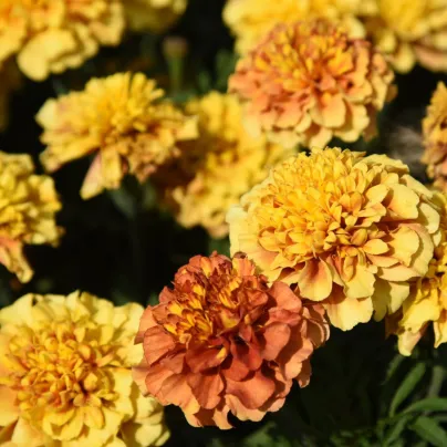 Aksamitník rozkladitý Strawberry Blonde - Tagetes patula - semena - 0,3 g
