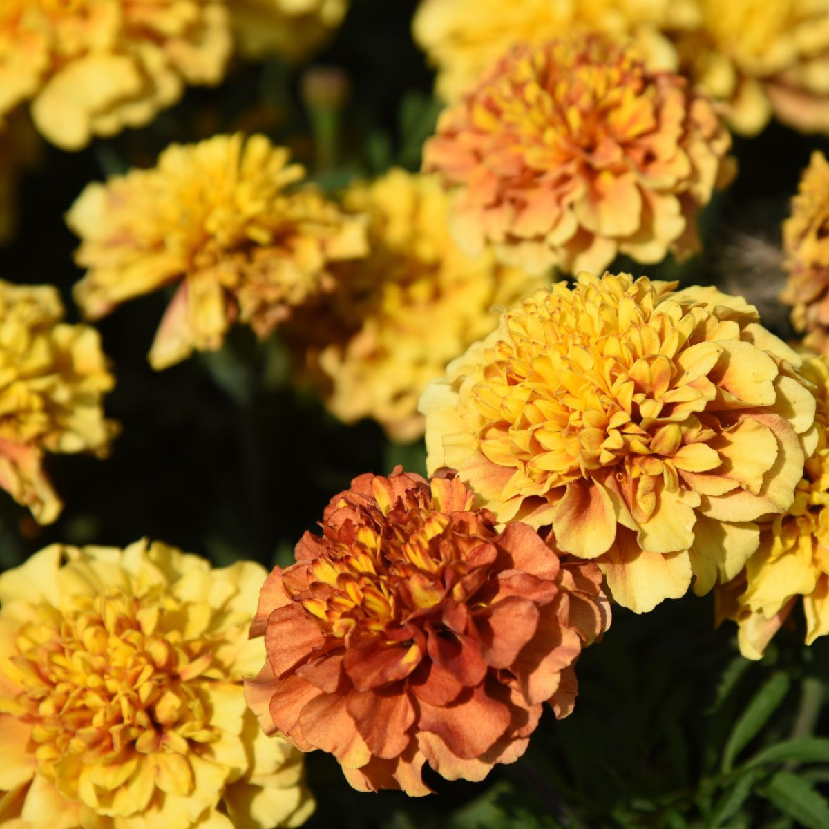 Aksamitník rozkladitý Strawberry Blonde - Tagetes patula - semena - 0,3 g