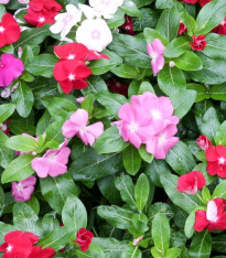 Barvínek Pacifica XP Mix - Catharanthus roseus - semena barvínku - 30 ks