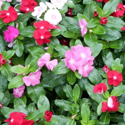 Barvínek Pacifica XP Mix - Catharanthus roseus - semena barvínku - 30 ks