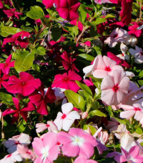 Barvínek Volcano Mix F1 - Catharanthus roseus - semena - 30 ks