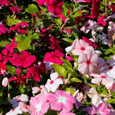 Barvínek Volcano Mix F1 - Catharanthus roseus - semena - 30 ks
