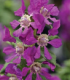Hlazenec ohnivý Violet - japonská myrta - Cuphea Ilavea - semena - 15 ks