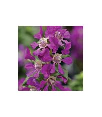 Hlazenec ohnivý Violet - japonská myrta - Cuphea Ilavea - semena - 15 ks