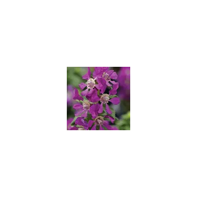 Hlazenec ohnivý Violet - japonská myrta - Cuphea Ilavea - semena - 15 ks