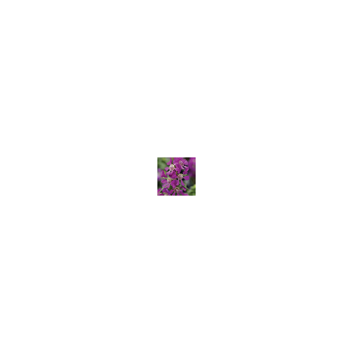 Hlazenec ohnivý Violet - japonská myrta - Cuphea Ilavea - semena - 15 ks