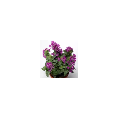 Semena hlazence – Hlazenec ohnivý Violet F1 – Cuphea llavea