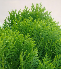 Semena túje – Túje Zerav orientální Compacta – Platycladus orientalis