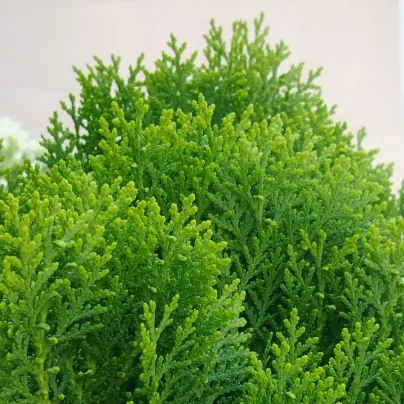 Semena túje – Túje Zerav orientální Compacta – Platycladus orientalis