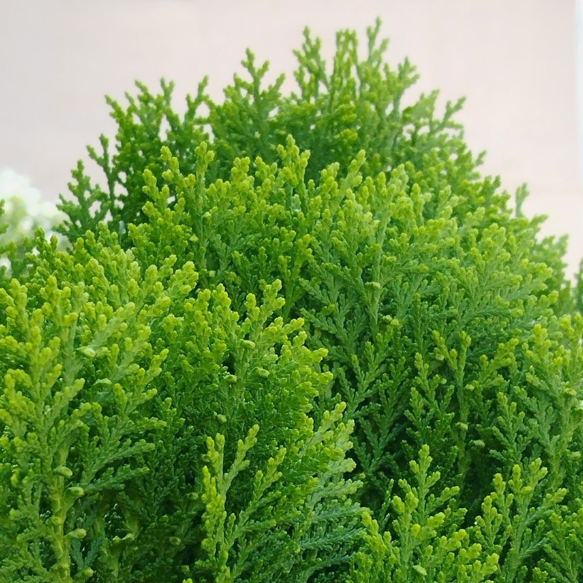 Semena túje – Túje Zerav orientální Compacta – Platycladus orientalis