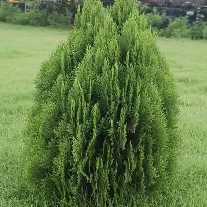 Semena túje – Túje Zerav orientální Compacta – Platycladus orientalis