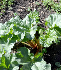 Rebarbora Timperley Early - Rheum rhabarbarum - prostokořenné sazenice - 1 ks