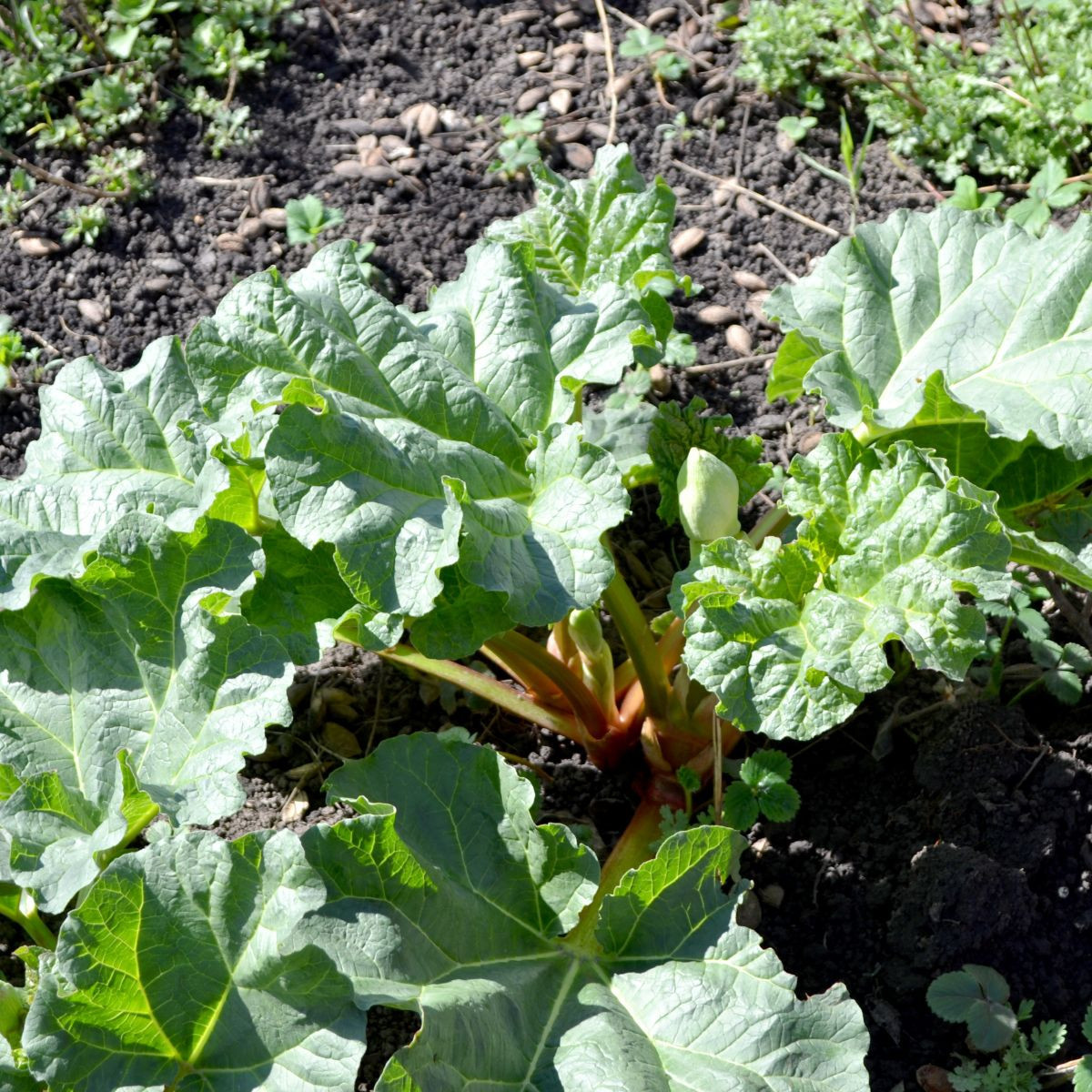 Rebarbora Timperley Early - Rheum rhabarbarum - prostokořenné sazenice - 1 ks