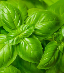 BIO Bazalka středně velké listy - Ocimum basilicum - bio semena - 100 ks