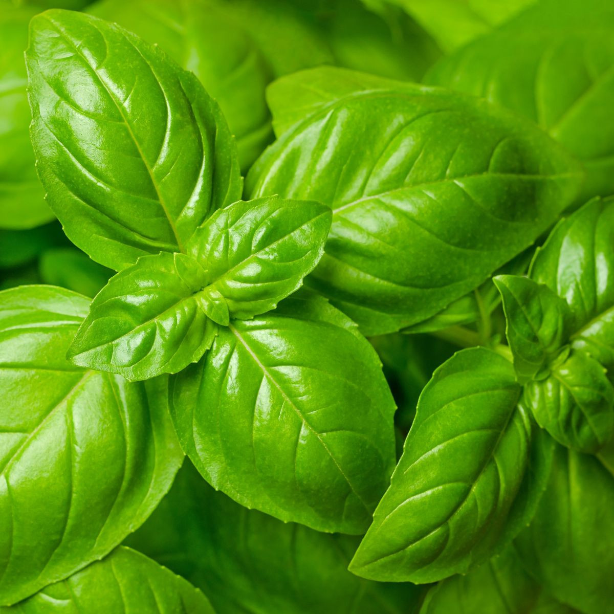 BIO Bazalka středně velké listy - Ocimum basilicum - bio semena - 100 ks