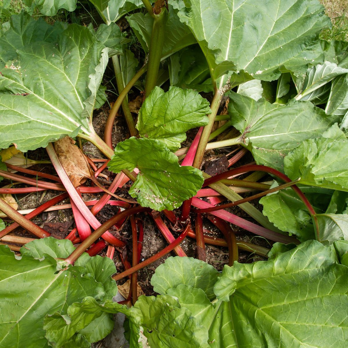Rebarbora Valentine - Rheum rhabarbarum - prostokořenné sazenice - 1 ks
