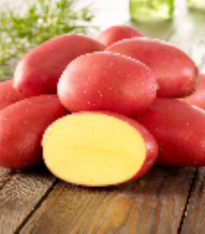 Sadbové brambory Laura - Solanum tuberosum - brambory - 10 ks