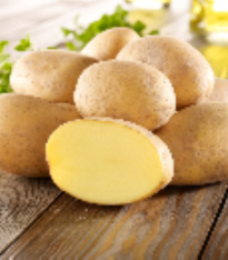 Sadbové brambory Gunda - Solanum tuberosum - brambory - 10 ks