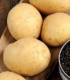 BIO sadbové brambory Afra - Solanum tuberosum - bio brambory - 10 ks