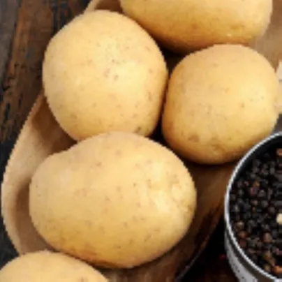 BIO sadbové brambory Afra - Solanum tuberosum - bio brambory - 10 ks