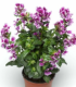 Semena hlazence – Hlazenec ohnivý Lavender Bicolor – Cuphea llavea