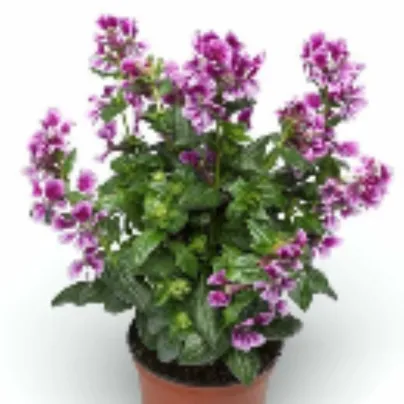 Semena hlazence – Hlazenec ohnivý Lavender Bicolor – Cuphea llavea