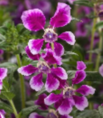 Hlazenec ohnivý Lavender Bicolor F1 - japonská myrta - Cuphea llavea - semena - 15 ks