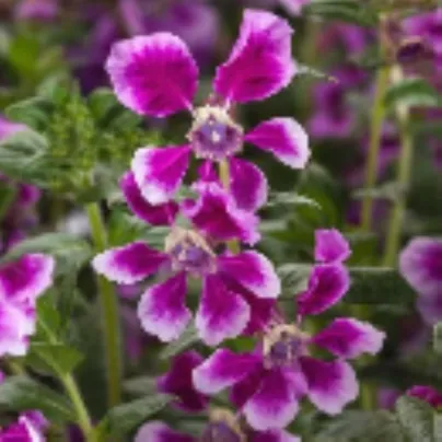 Hlazenec ohnivý Lavender Bicolor F1 - japonská myrta - Cuphea llavea - semena - 15 ks