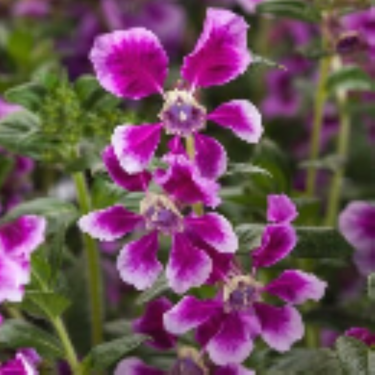 Hlazenec ohnivý Lavender Bicolor F1 - japonská myrta - Cuphea llavea - semena - 15 ks