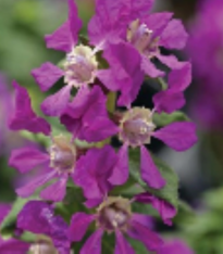 Hlazenec ohnivý Violet F1 - japonská myrta - Cuphea llavea - semena - 15 ks