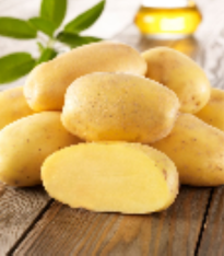 Sadbové brambory Sieglinde - Solanum tuberosum - brambory - 10 ks