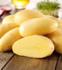 Sadbové brambory Cilena - Solanum tuberosum - brambory - 10 ks
