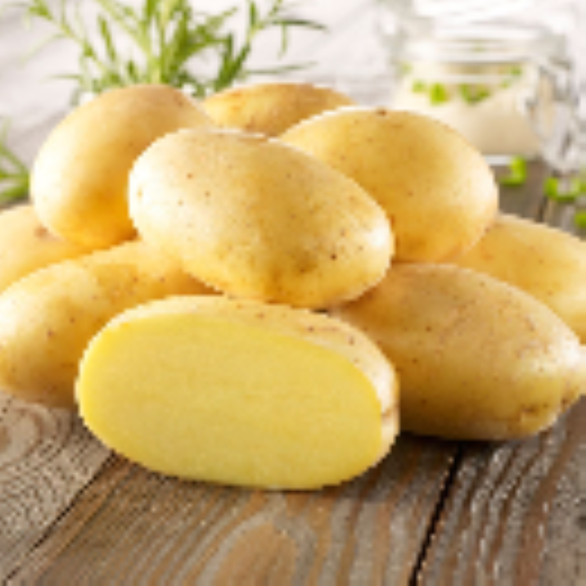 Sadbové brambory Bernina - Solanum tuberosum - brambory - 10 ks