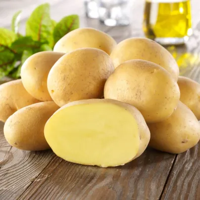 Sadbové brambory Linda - Solanum tuberosum - brambory - 10 ks