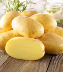 Sadbové brambory Bernina - Solanum tuberosum - brambory - 10 ks