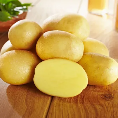 Sadbové brambory Glorietta - Solanum tuberosum - brambory - 10 ks