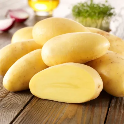 Sadbové brambory Sieglinde - Solanum tuberosum - brambory - 10 ks