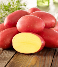 Sadbové brambory Laura - Solanum tuberosum - brambory - 10 ks
