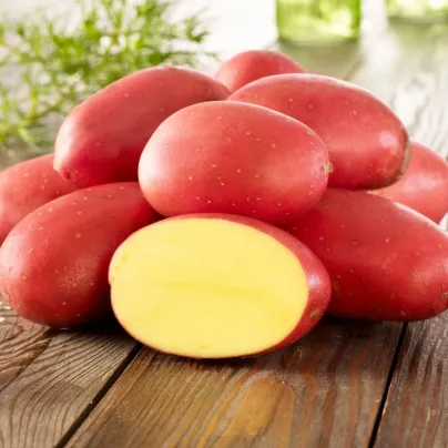 Sadbové brambory Laura - Solanum tuberosum - brambory - 10 ks
