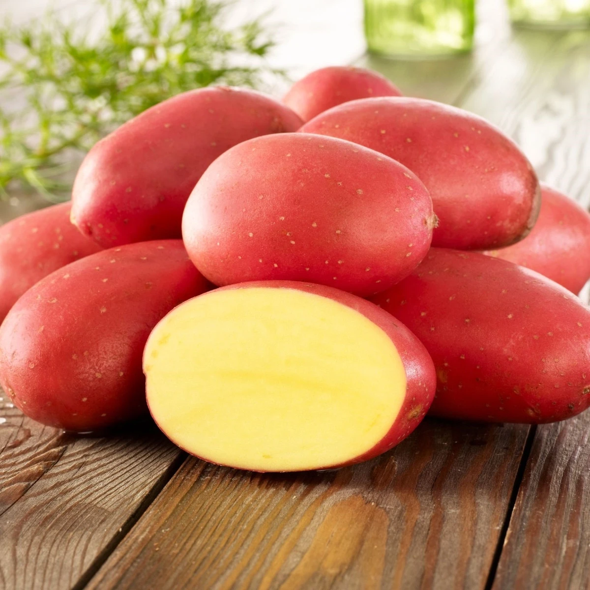 Sadbové brambory Laura - Solanum tuberosum - brambory - 10 ks