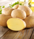 Sadbové brambory Gunda - Solanum tuberosum - brambory - 10 ks