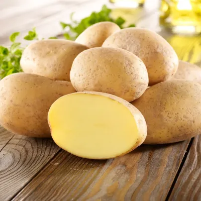 Sadbové brambory Gunda - Solanum tuberosum - brambory - 10 ks